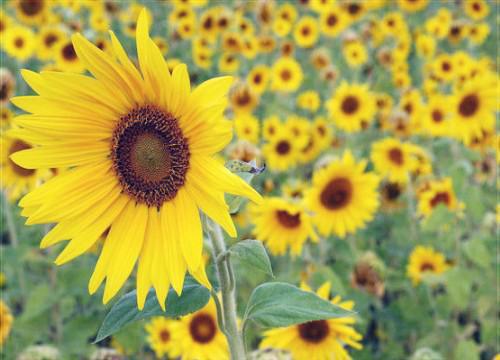 公费恋爱小说 顾瑜秦苒在线阅读第1章