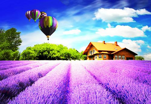 莱菔小说完结版免费阅读 半妖莱菔最新章节无弹窗