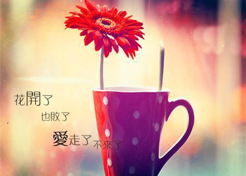 骆怀珠阿锋结局是什么 骆怀珠阿锋免费阅读全文