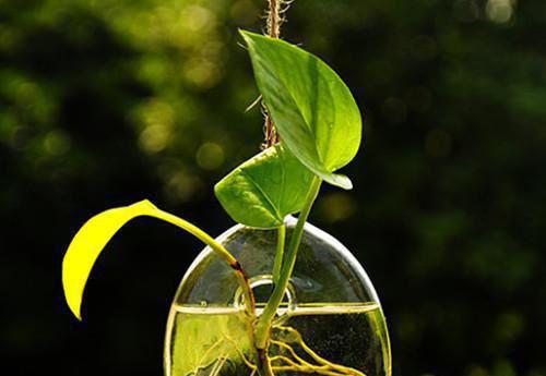 苏清绾免费全本小说 苏清绾章节目录