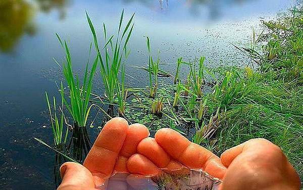 绿绮宋淮序小说全文（宋淮序绿绮）免费阅读全文无弹窗大结局_宋淮序绿绮免费阅读无弹窗小说