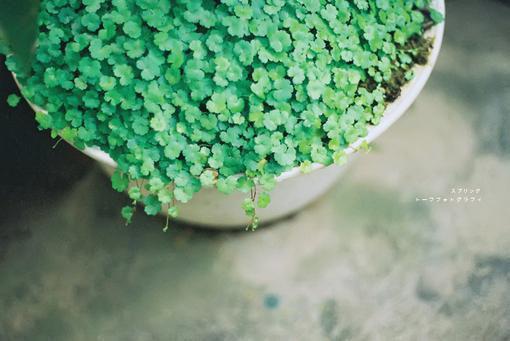 (抖音小说)夏柠霍寒枭小说全文阅读免费