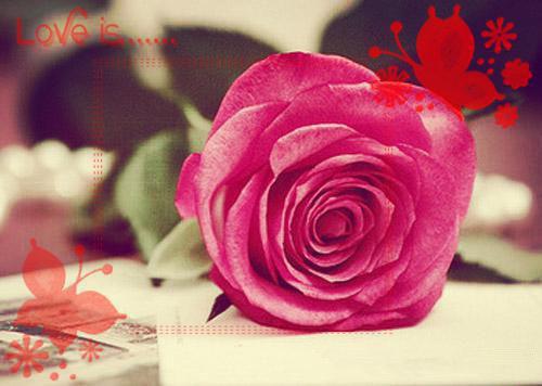 主角叫江珝白陆婉清的小说 结婚不是扶贫全文阅读