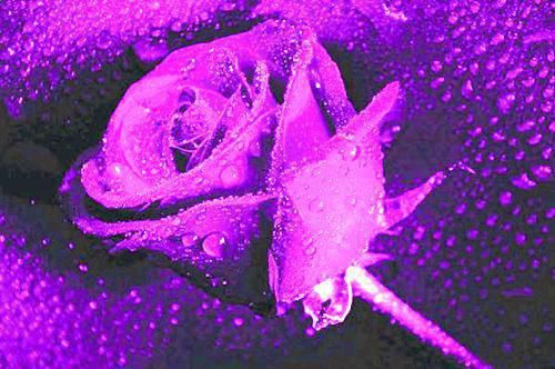 顾时之孟念方舟是啥小说 顾时之孟念方舟免费阅读无广告