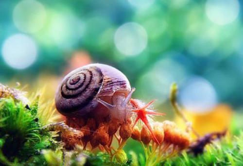 鹿雨李红是什么书 鹿雨李红免费章节在线阅读