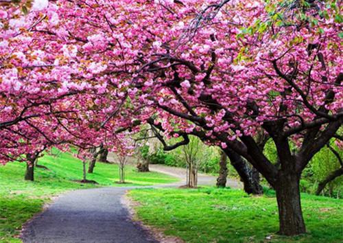 梁婳傅俞声结局是什么 梁婳傅俞声免费阅读全文