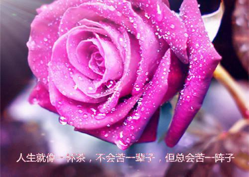 晴晴高绍奇大结局全文在线阅读 婆婆用她生的葡萄胎，换了我的孩子精彩章节