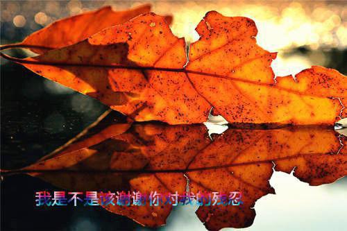 娇妻怀崽跑路，裴总妄想父凭子贵夏浅裴晏州小说在线阅读