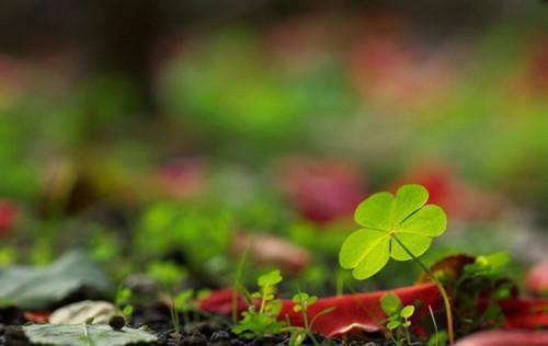 高茜徐瑞是哪部小说的主角 高茜徐瑞全文阅读