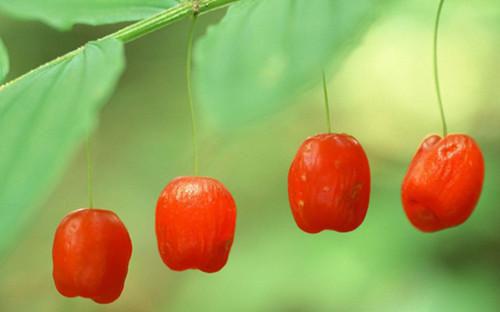 程芫华季戚延免费阅读目录 程芫华季戚延小说全文