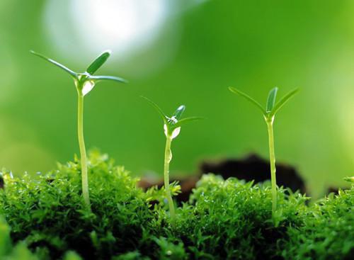 顾南枝顾淮之小说全文阅读 顾南枝顾淮之