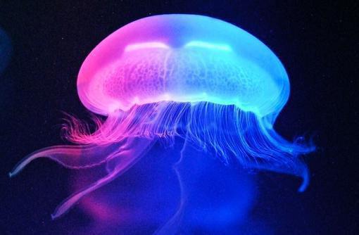 全本小说江晴宛傅汀州by江晴宛免费阅读