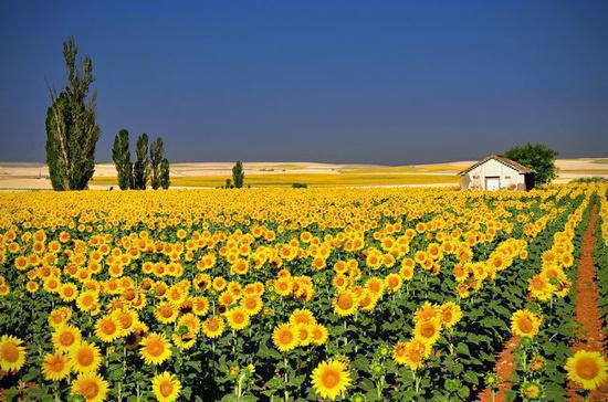 违心爱情梁心如姜泉无广告小说免费在线阅读