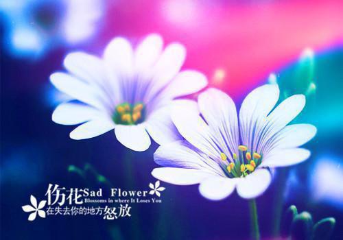 婉婉清清小说全集 薛婉清贺明庭完整版在线阅读