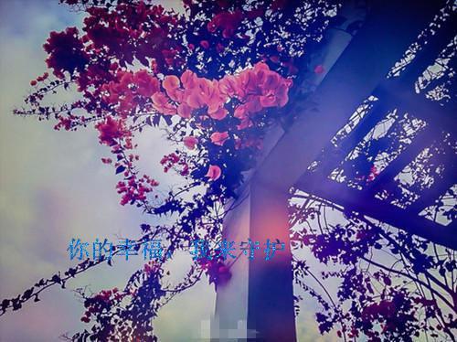 虞安然郁承完整未删减版在线阅读 虞安然郁承结局