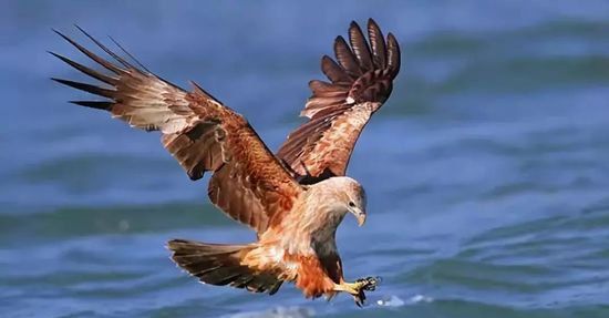 经典故事：老鹰拔毛，引人深思！