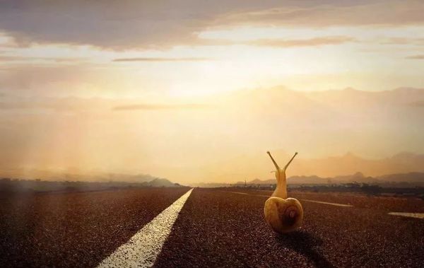 爬上屋顶的驴(深度好文)