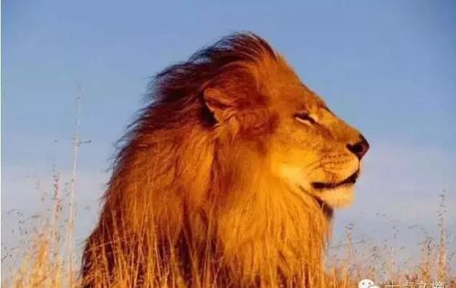 若是狮子,何须炫耀