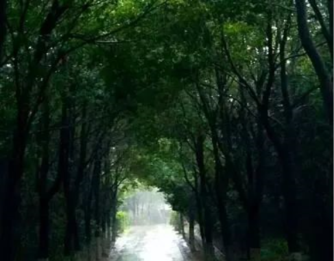 好读｜情书杂记