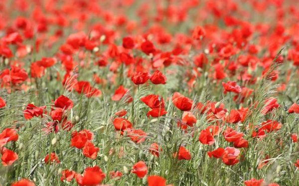 生命,需要的是一种陪伴