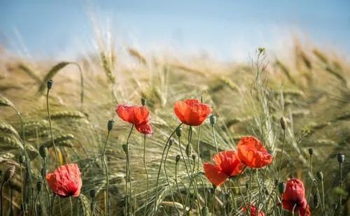 生命,需要的是一种陪伴