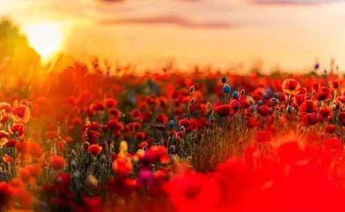 生命,需要的是一种陪伴