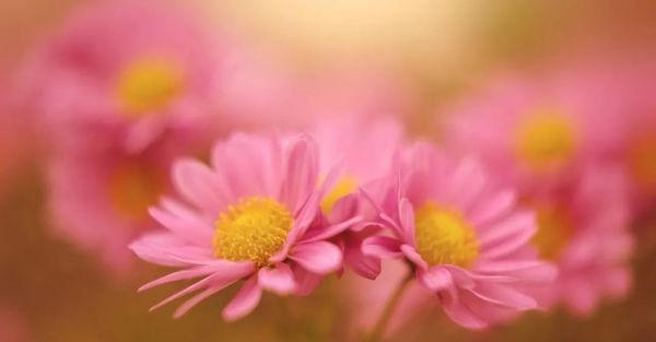 生命,需要的是一种陪伴